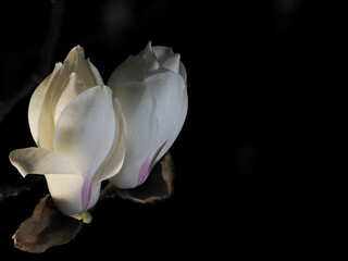 Tokyo,Japan-March 10, 2021: Buds of white magnolia or Haku-mokuren in the night
