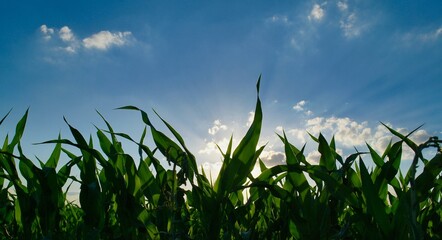 Obraz premium Spring rural landscape, field, landscape with clouds and sky, green grass and blue sky