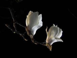 Tokyo,Japan-March 10, 2021: Buds of white magnolia or Haku-mokuren in the night
