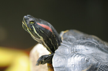 red-eared slider turtle on a rock