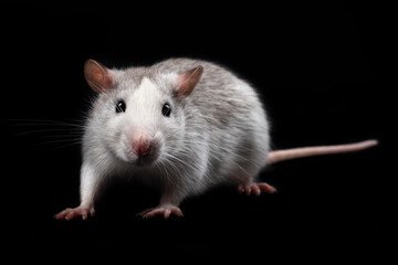 Gray rat isolated on black background. Rodent pet. Domesticated rat full length close up. The rat with long tail is looking at the camera