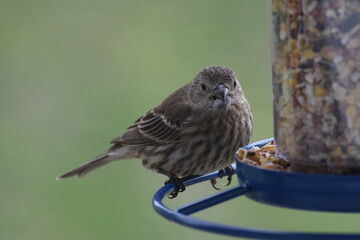 House Finch on Feeder 1