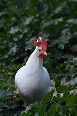 White leghorn hen