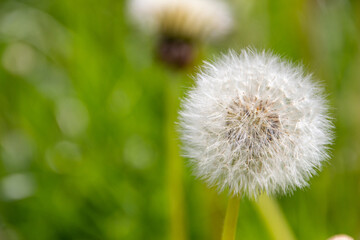 dandelion