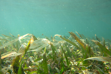 Fototapeta na wymiar Seagrasses are the only flowering plants which grow in marine environments.