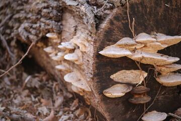 Mushrooms on a Log