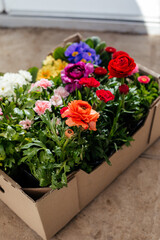 Close up of beautiful flowers for spring planting