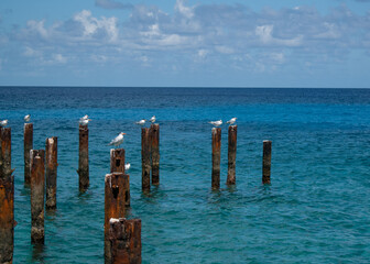 It was a  pier in San Andres Colombia, but now it is the place where the seagulls rest during the noon and enjoy the 7 colors sea. 