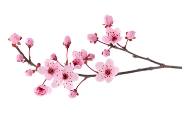 Poster Pink spring cherry blossom. Cherry tree branch with spring pink flowers isolated on white  © emilio100