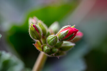 geranium