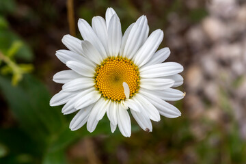 Fototapeta premium The daisy grows on the flower bed close-up