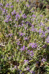 The medicinal, wild plant (Satureja montan) close-up