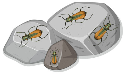 Top view of many malachius aeneus insect on stones