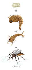 Mosquito life cycle on white background