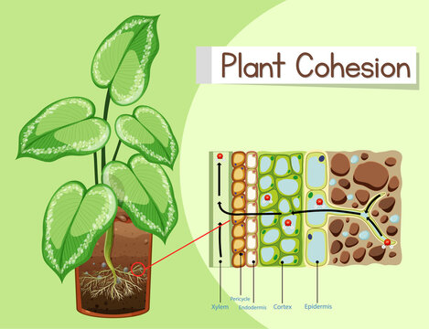 Diagram showing Plant Cohesion
