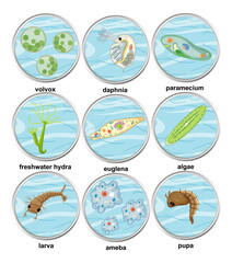 Set of different types of unicellular organisms