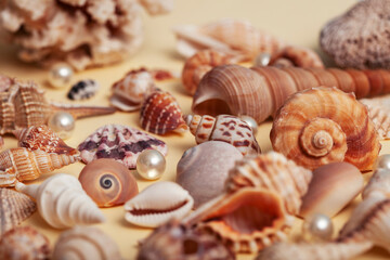 a lot of different empty sea shells on yellow background, macro details