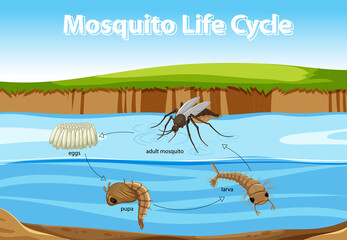 Diagram showing mosquito life cycle