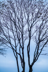 USA, Maine, Mt. Desert Island, Bernard. Tree silhouettes during autumn.