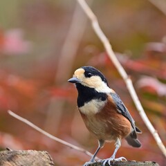 紅葉バックにお立ち台でポーズするヤマガラ