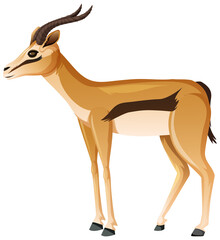 Impala in standing position on white background