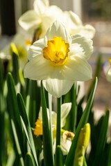 Obraz premium Isolated flower, spring, Easter, 2021.