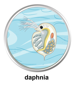 Anatomy structure of Daphnia on white background