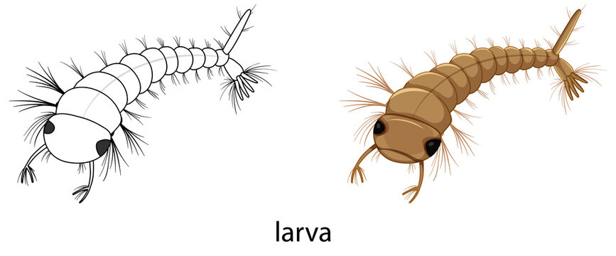 Mosquito larva in colour and doodle isolated