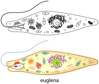 Euglena in colour and doodle on white background