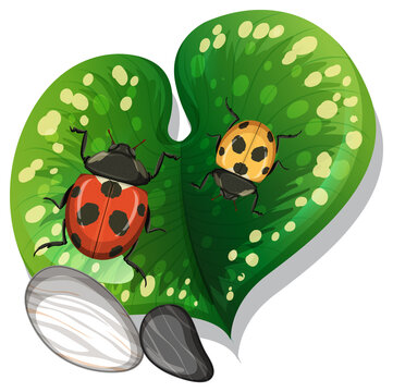 Top view of ladybug on a leaf isolated