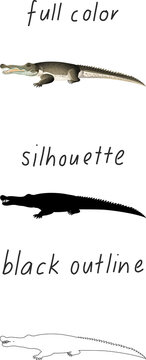 Set of alligator in color, silhouette and black outline on white background