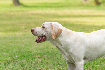 Obraz na płótnie Canvas Labrador breed dog enjoying a rural environment