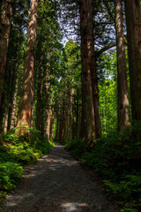 Obraz premium path in the woods