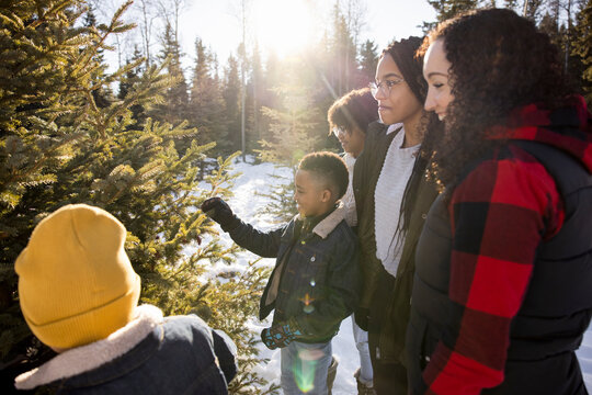 Family choosing Christmas tree in the woods