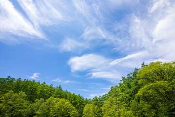 trees and sky