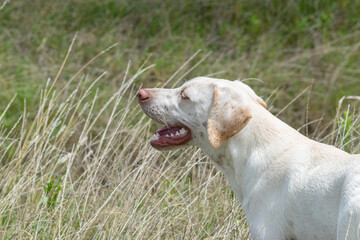 Labrador breed dog enjoying a rural environment