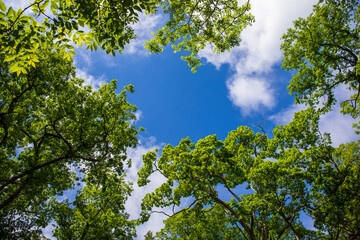 Fototapeta premium green leaves against blue sky