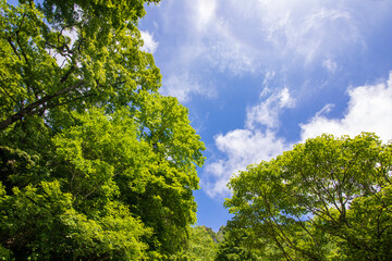 green leaves against blue sky