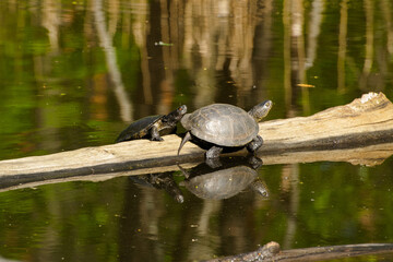 Obraz premium The family of marsh turtles warms in the sun, sits on a log.