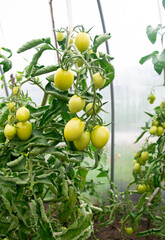 Tomatoes in the garden.  green tomatoes on a branch