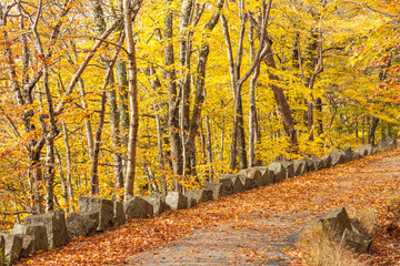 Fototapeta na wymiar USA, Maine, Mt. Desert Island. Carriage Road in Acadia National Park during autumn.