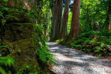 path in the forest