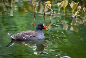 Duck swims in the pond.