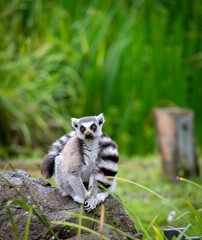 Naklejka na ściany i meble Cute fluffy ring-tailed lemur in the zoo.
