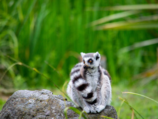 Cute fluffy ring-tailed lemur in the zoo.