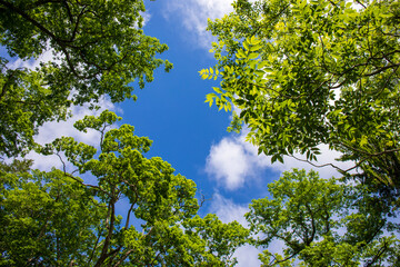 Fototapeta premium green leaves against blue sky