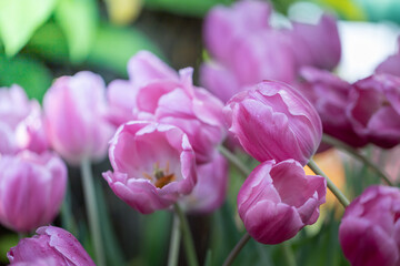 Fototapeta premium Beautiful bouquet of tulips. colorful tulips. nature background