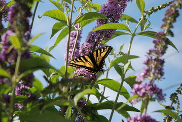 monarch butterfly on a flower