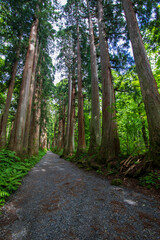 path in the forest