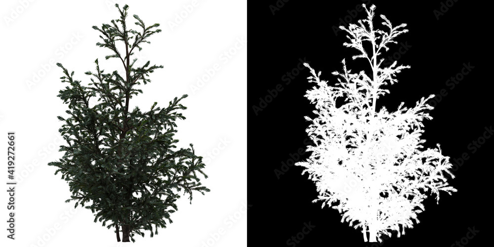 Wall mural left view of tree (boulevard cypress) png with alpha channel to cutout 3d rendering